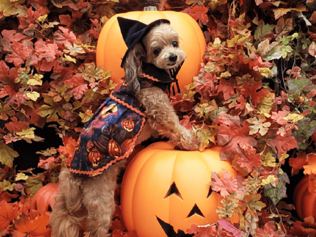 西伊豆や蓼科の“愛犬と泊まれるホテル”がハロウィンイベント開催　お得なチケットやワンちゃん用おやつが貰える！｜2024年10月17日～11月10日