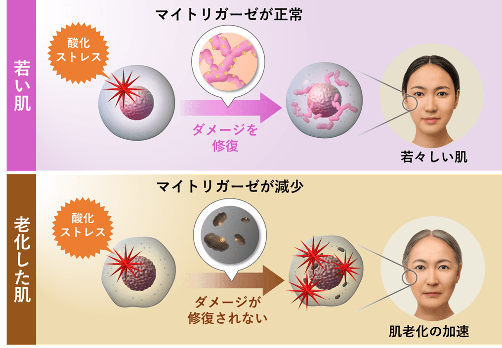 若返りの鍵「マイトリガーゼ」の新知見