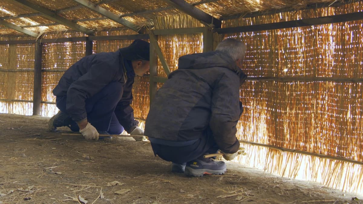 【茨城県日立市】全国唯一！「ウミウ捕獲場の特別見学」「鵜飼漁（徒歩鵜漁）の特別鑑賞」を実施します！