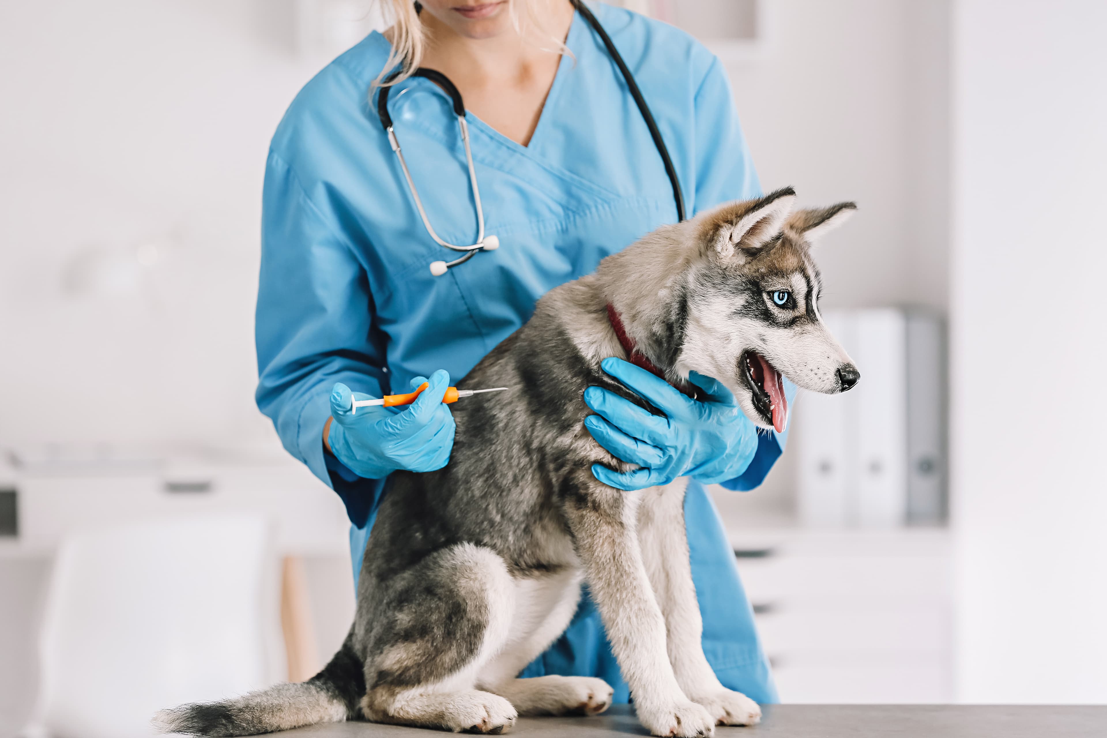 ～動物愛護法の改正で注目！～【獣医師監修】犬のマイクロチップ装着は進んでいる？ 費用や登録方法、安全性を解説