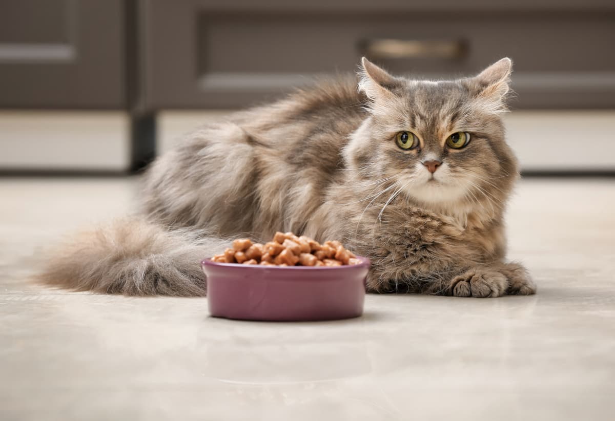 猫がご飯を食べないのは、飽きたから？それとも病気？～食欲不振の理由と対処法～