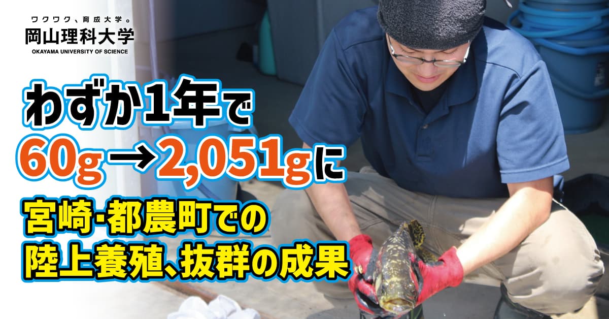 【岡山理科大学】わずか1年で60ｇ→2,051ｇに　宮崎・都農町での陸上養殖、抜群の成果