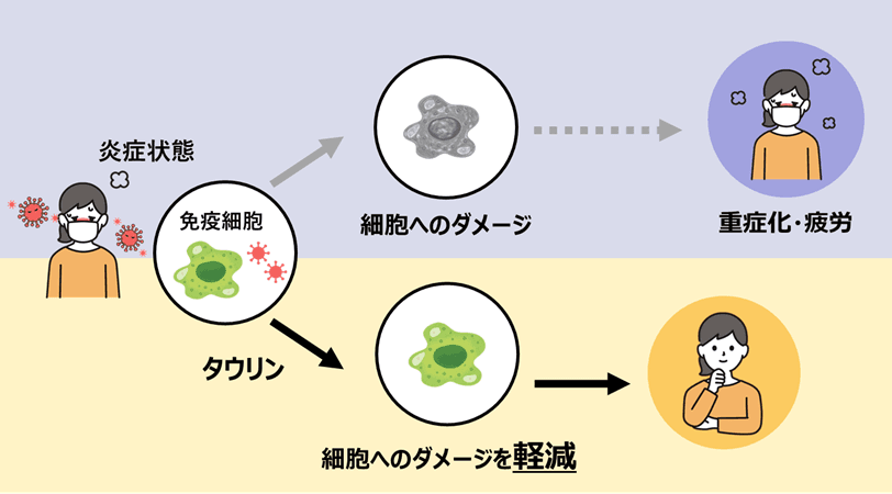 タウリンは炎症に伴う免疫細胞へのダメージを軽減する