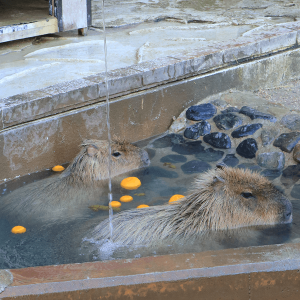 【山口県周南市】徳山ライオンズクラブからカピバラに温泉のプレゼント