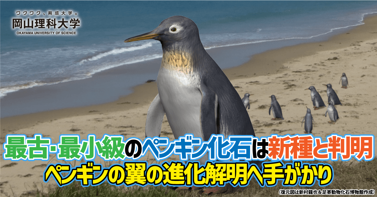 【岡山理科大学】最古・最小級のペンギン化石は新種と判明