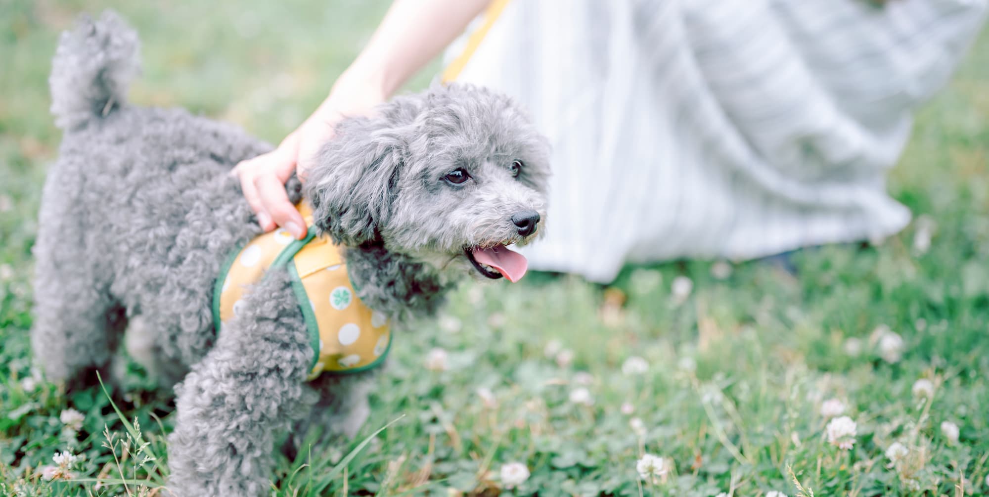 【大切なペットとの暮らしに役立つ情報コラム】犬の散歩デビューはいつから？散歩の回数や時間、持ち物、マナーなどを解説