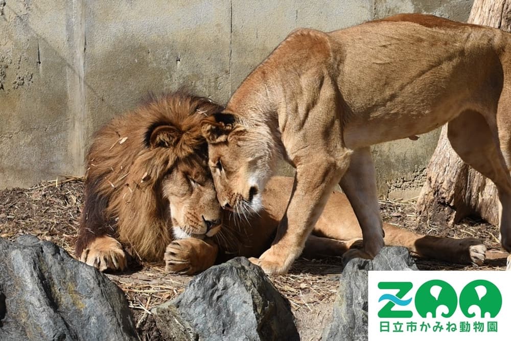 【日立市かみね動物園】『猛獣舎』リニューアルに向けて、ふるさと納税を活用したクラウドファンディング開始！動物が幸せに暮らせますように！