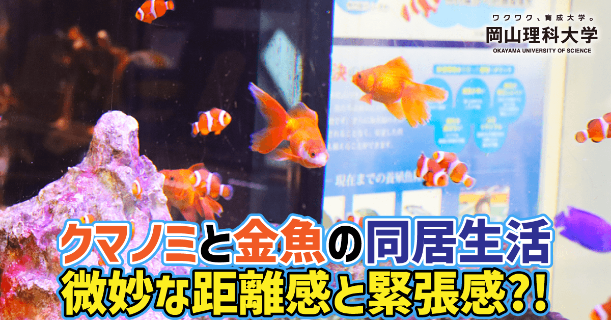 【岡山理科大学】クマノミと金魚の同居生活　　微妙な距離感と緊張感?!