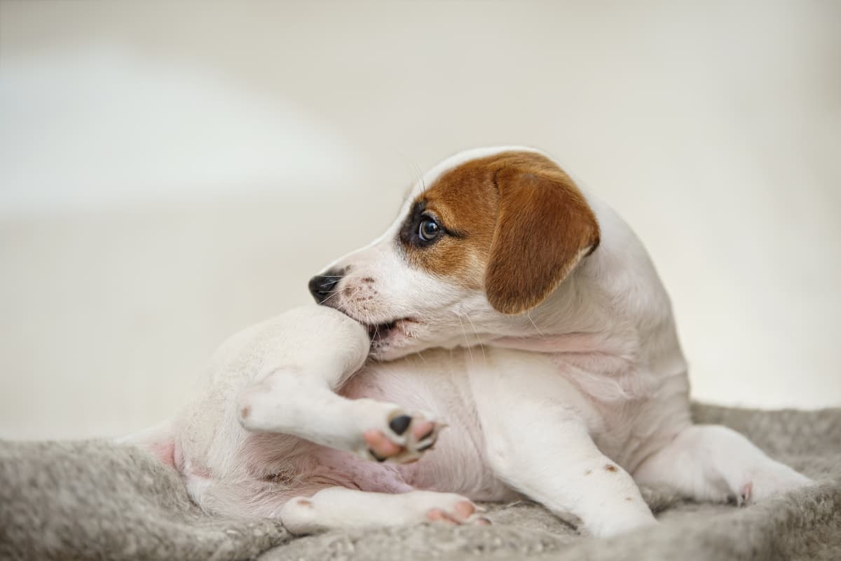 【獣医師監修】犬の皮膚病 ～気になる症状と原因を解説！～