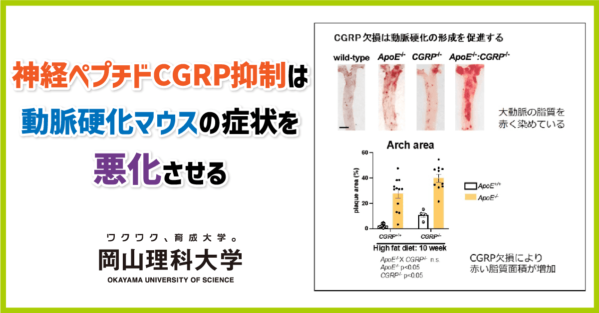 【岡山理科大学】神経ペプチドCGRP抑制は動脈硬化マウスの症状を悪化させる