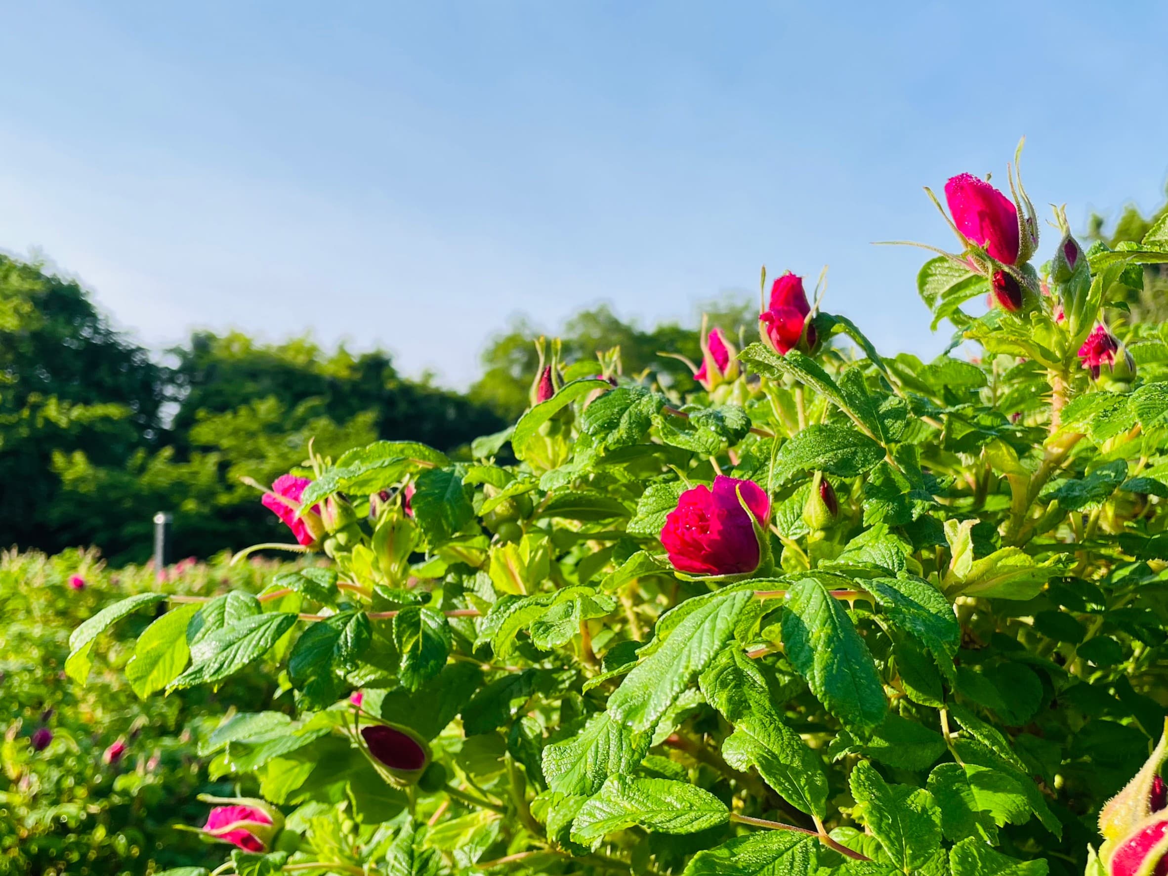 【五感で楽しむ】食香バラの早朝花摘み体験＆ワークショップを開催！次回参加申し込み受付中