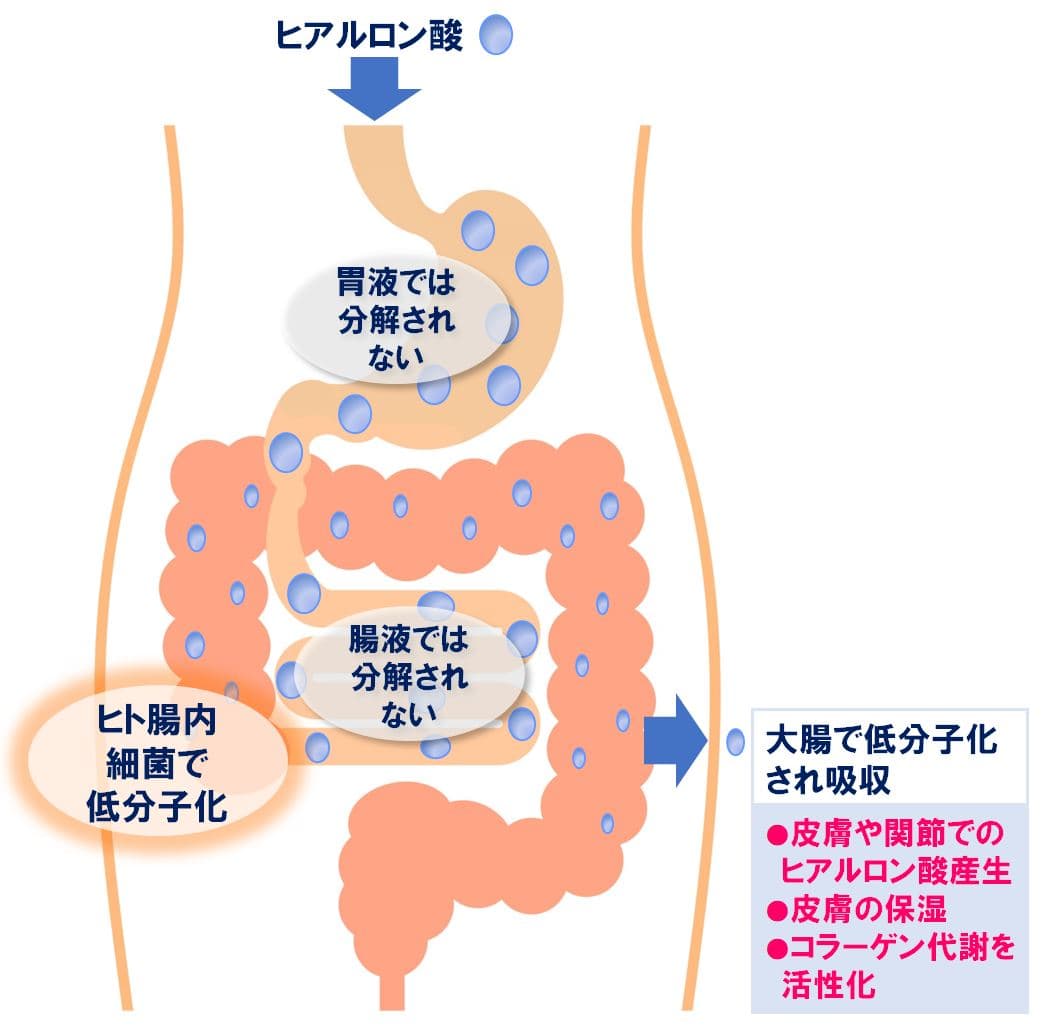 経口摂取したヒアルロン酸が大腸の腸内細菌によって分解、吸収されて皮膚で作用する仕組みを解明