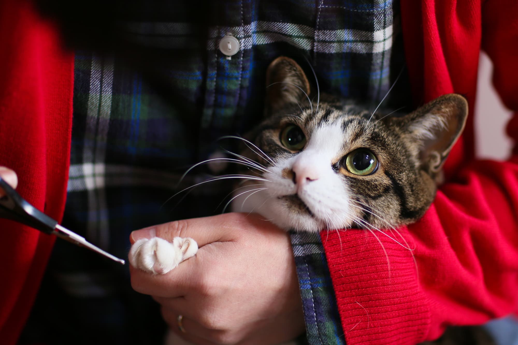 【獣医師監修】猫の爪切りってどうやるの？ 嫌がる場合は？飼い主さんの悩みを解決！　～コツをつかんで、めざせ、爪切りマスター！～