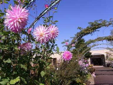 花の庭　ダリア