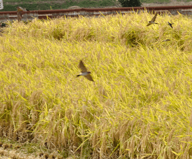 田園を飛び交うツバメ