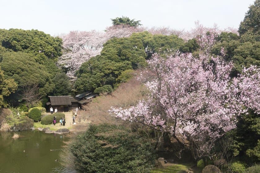 トーハク、「桜」にちなんだ名品を展示　
春の恒例企画『博物館でお花見を』3月14日～実施