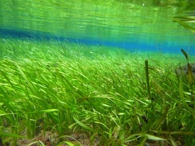 小林市内約70ヶ所ある湧水池