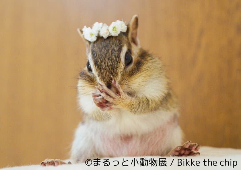 ハム尻やもぐもぐリスに無条件降伏！
写真＆物販展「まるっと小動物展」3月17日～開催