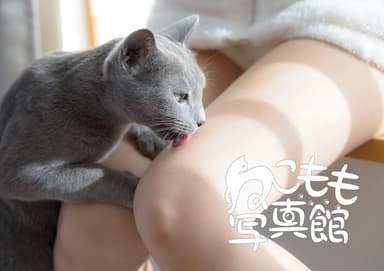 販売予定グッズ(新刊 ねこもも写真館・限定)