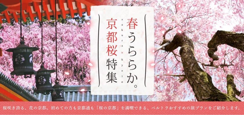 ベルトラ、京都の桜名所体験などを紹介する
特設サイト『春うららか。京都桜特集』を公開　
～1日で堪能できるモデルコースも満載～