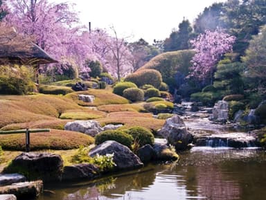 妙心寺退蔵院と桜花膳の昼食 史跡名勝・枯山水庭園に降りそそぐ紅枝垂れ桜