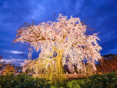 京のライトアップ夜桜　祇園しだれ桜と高台寺・清水寺