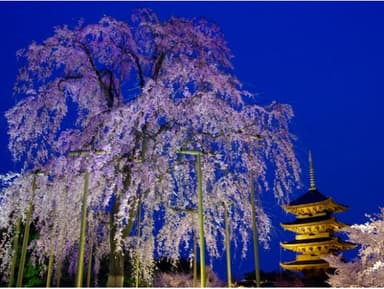 京のライトアップ夜桜　東寺“不二桜”と二条城清流園