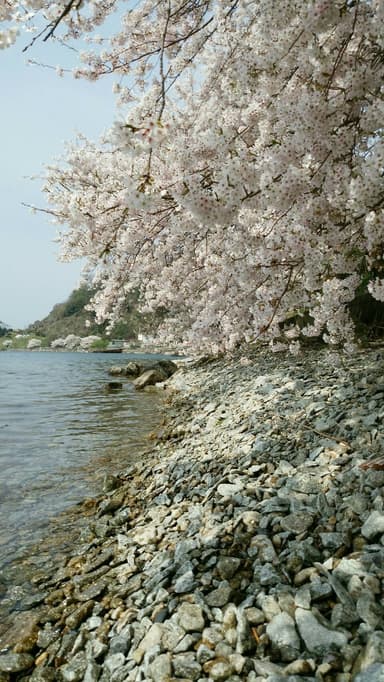 沖島の桜