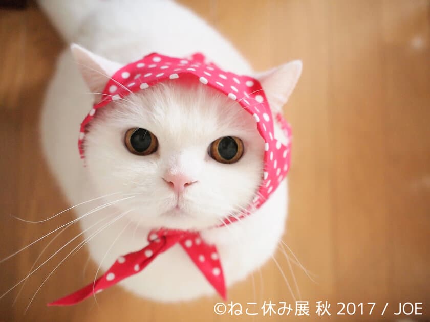 「ねこ休み展 秋」開催＆名古屋ギャラリーOPEN決定！
初の秋開催は招き猫の日(9/29)より！秋だって猫まみれ空間