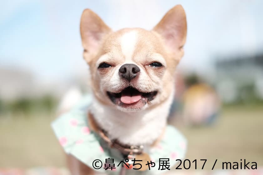 “鼻ぺちゃ”で“ぶさかわ”なインスタ有名犬が集合！
来場者数1.5万人突破の写真展を10/20～11/12 浅草橋で開催