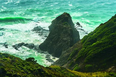 愛（テ・アロハ）の木（ニュージーランド・北島）