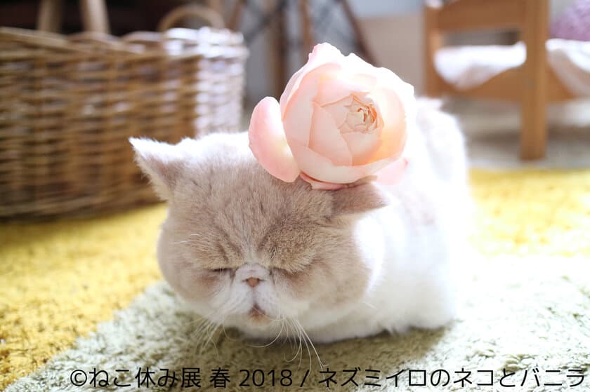 春のねこ休み展・名古屋、見どころ“満開”で4/20～5/20開催！
東海ウォーカーとのコラボ企画で愛猫がスターになるチャンスも