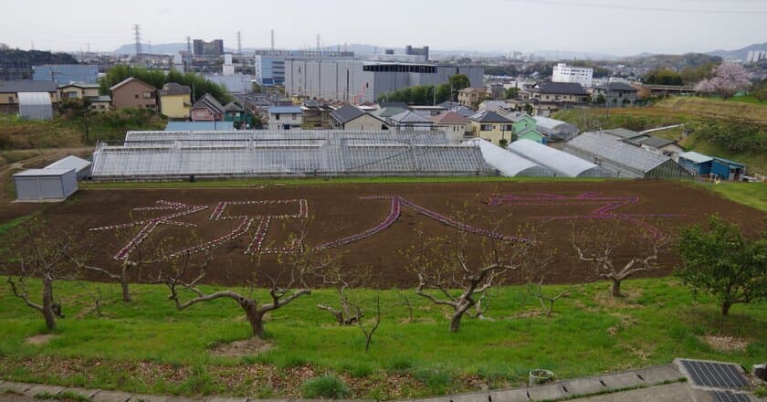 東京農業大学厚木キャンパス、
3,600株の花文字「祝 入学」が新入生をお迎え