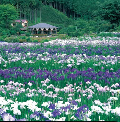 花の郷　滝谷花しょうぶ園