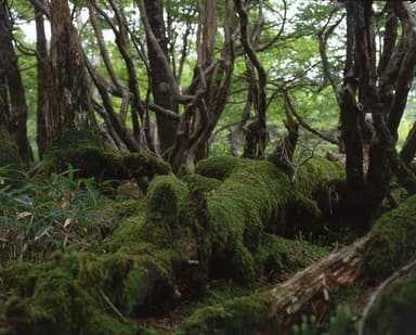 大台ヶ原