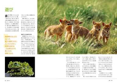 「動物の心 知性 感情 言葉 社会」