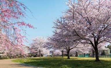 城北中央公園