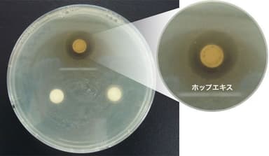 A群溶レン菌に対する各ハーブエキスの阻止円