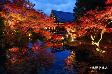 金戒光明寺　紅葉ライトアップ