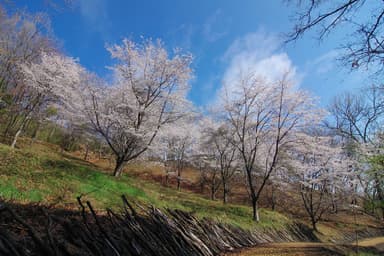 「巨大ネットの森 SUMIKA」のモデルとなったツインリンクもてぎ内の里山「ハローウッズの森」の様子2