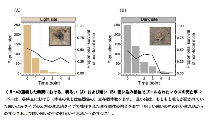 外界からの捕食から逃れるために
野生マウスは短期間で遺伝的変異を起こし、
体毛色を外界からの保護色になるように変化させることを実証