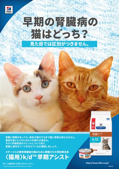 早期の腎臓病の猫はどっち？見た目では区別がつきません。