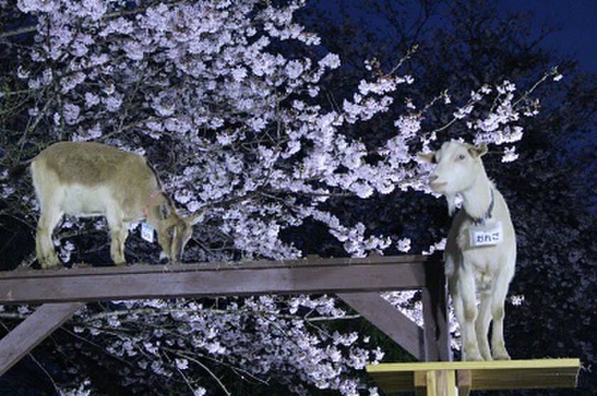 和×夜桜×ヤギは成田ゆめ牧場でしか見られない！
特別夜間営業イベント「夜桜ライトアップ」を
3月30日(土)、31日(日)、4月6日(土)、7日(日)の4日間開催！