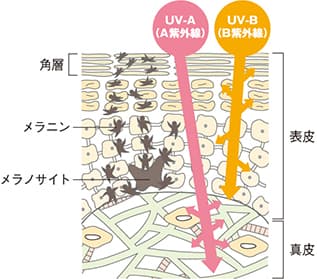 UV-Aは肌の中まで刺さる