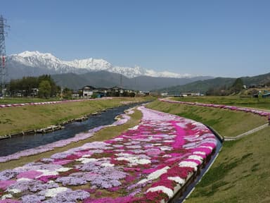 農具川の芝桜