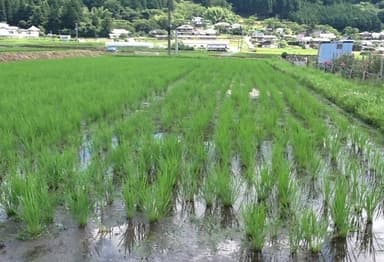 田植え後の様子