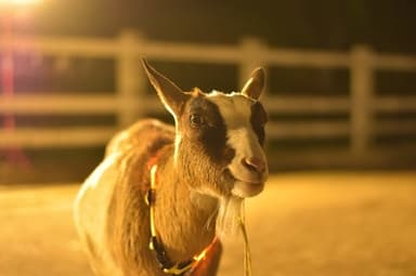 夜の動物ふれあい