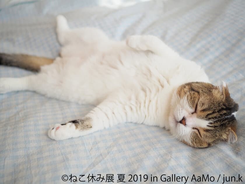 過去最大規模「ねこ休み展」IN 東京ドームシティ Gallery AaMo
　お化け屋敷や6m超巨大壁画など、猫まみれな夏休み企画を開催