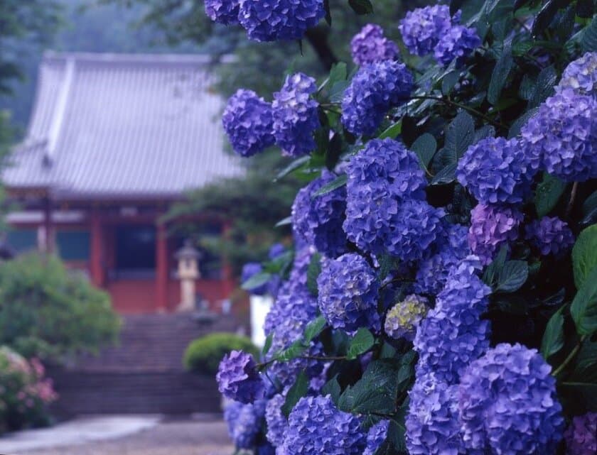 矢田寺への臨時バスを運行します