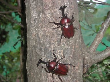 「かぶと虫の家」オープン